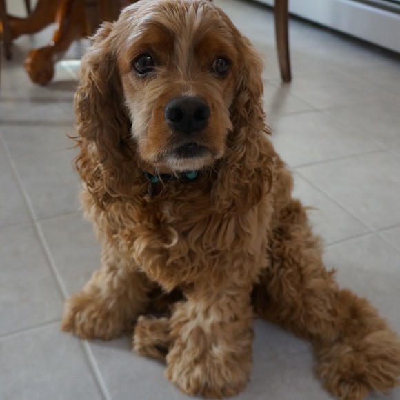 Meet your Posher, Julie - Picture 1 of 1